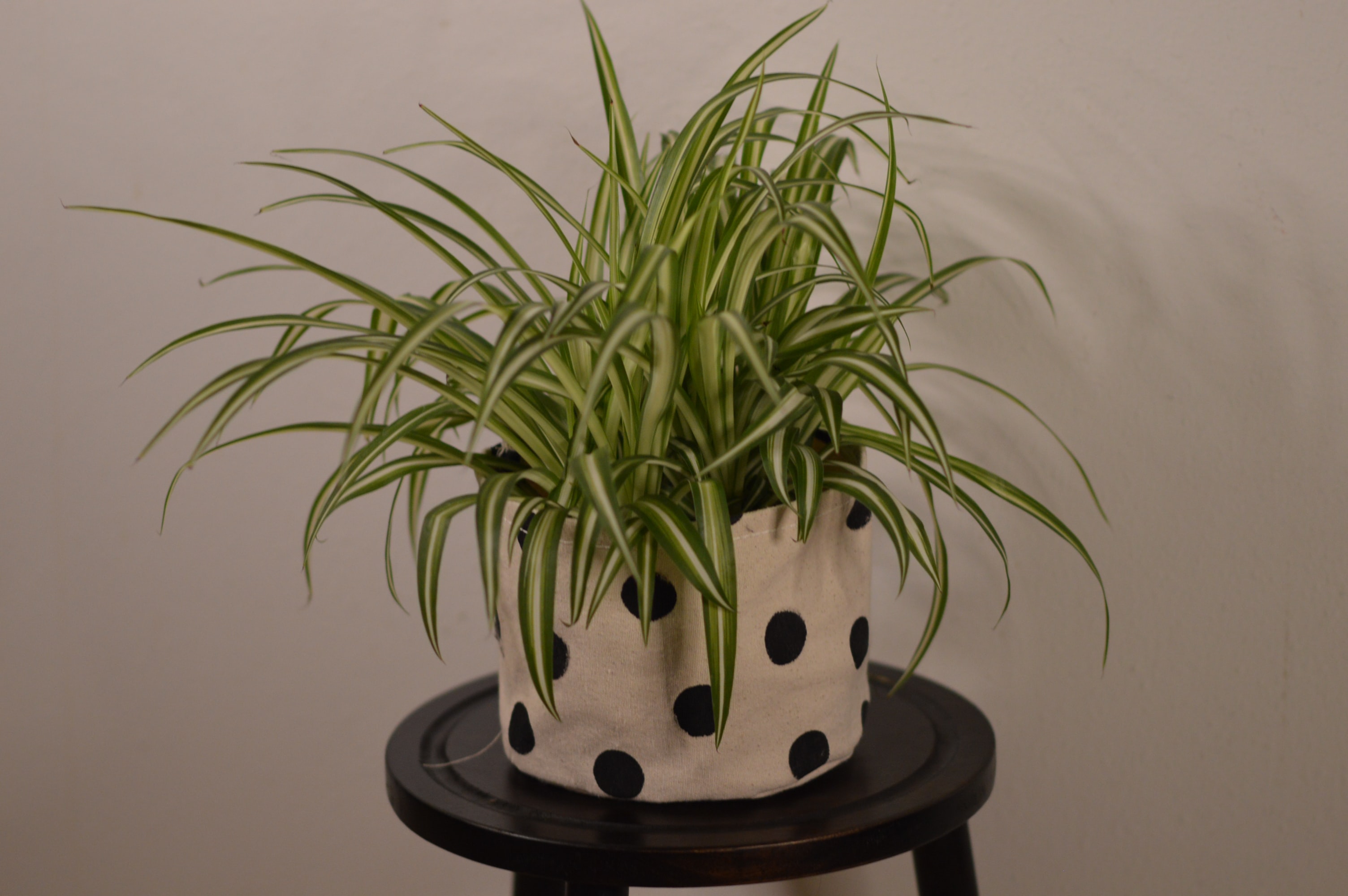 Spider Plant (Photo by Cami Kaos on Unsplash)
