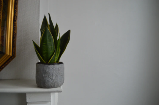 Ilustrasi -Noyo Plantes (Unsplash)