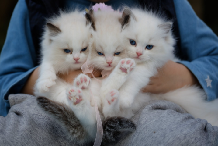 Kucing adalah hewan peliharaan paling populer di dunia- Peng Louis (Dok. Pexels)