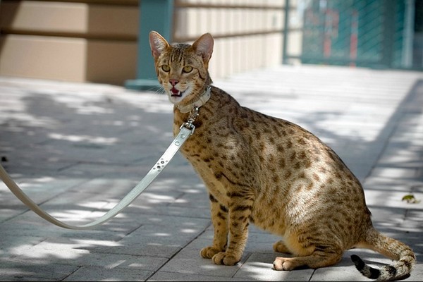 Kucing Allergic (Wonderlist)
