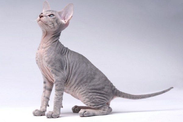 Kucing Peterbald (Wonderlist)