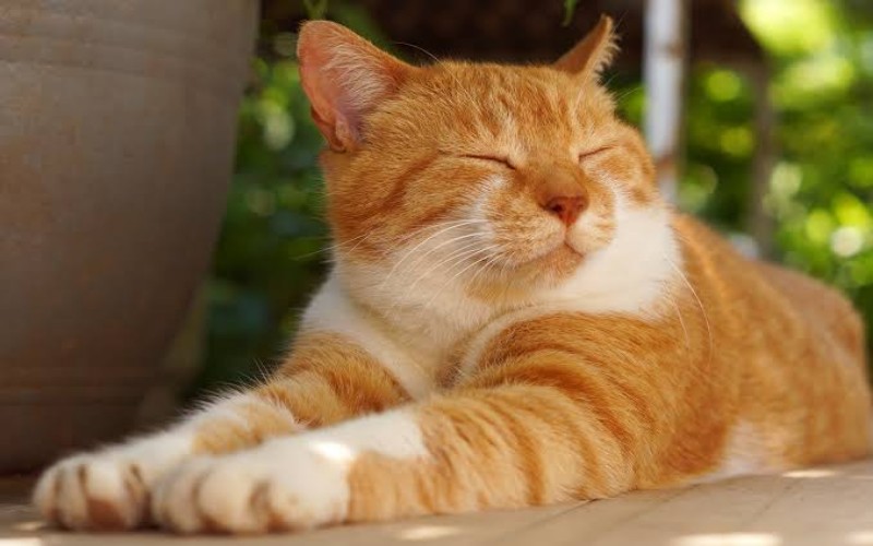 Ilustrasi kucing/istimewa