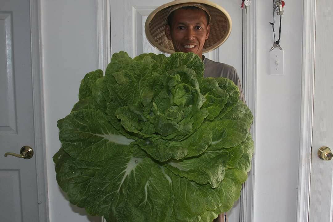 hasil urban farming Haiqal’s Garden