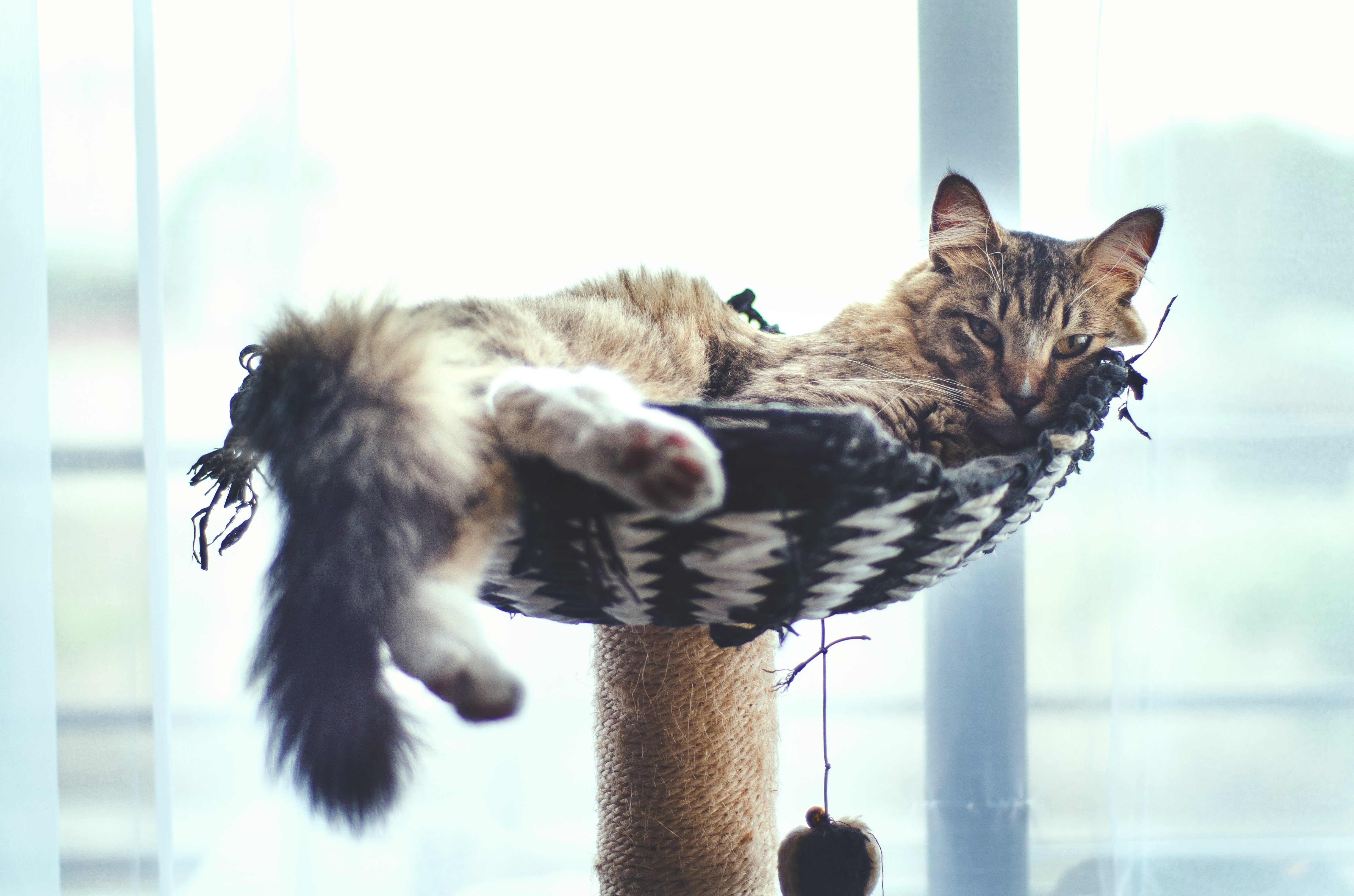 Ilustrasi. (Photo by Té De Gatos from Pexels)