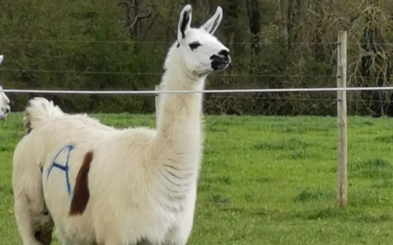 Llama/istimewa