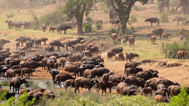 Taman Nasional Kruger (dok: Britanicca) 