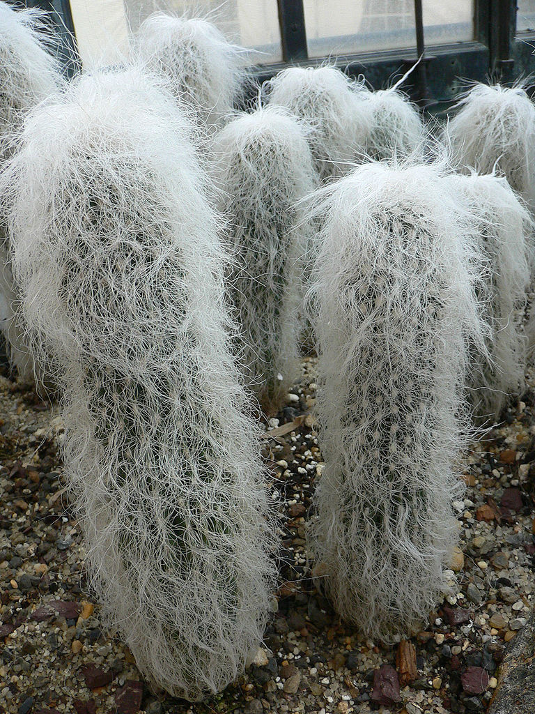 Cephalocereus Senilis (Sumber gambar: Raul654)