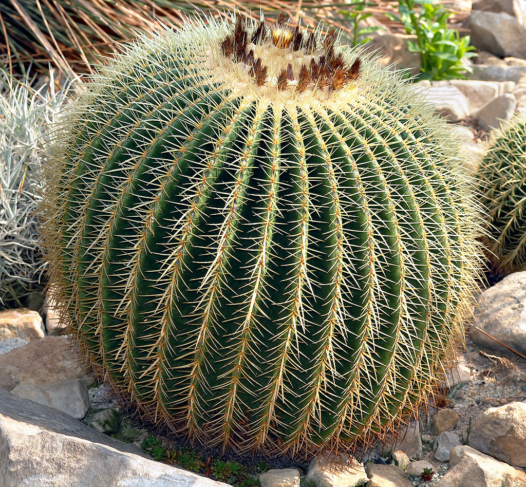 Echinocactus grusonii (Sumber gambar: Aka)
