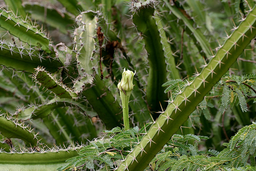 Acanthocereus Tetragonus (Sumber gambar: J.M. Garg)