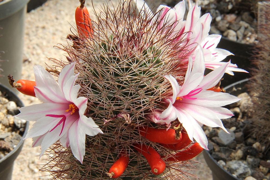 Mammillaria Fraileana (Sumber gambar: Peter A. Mansfeld)