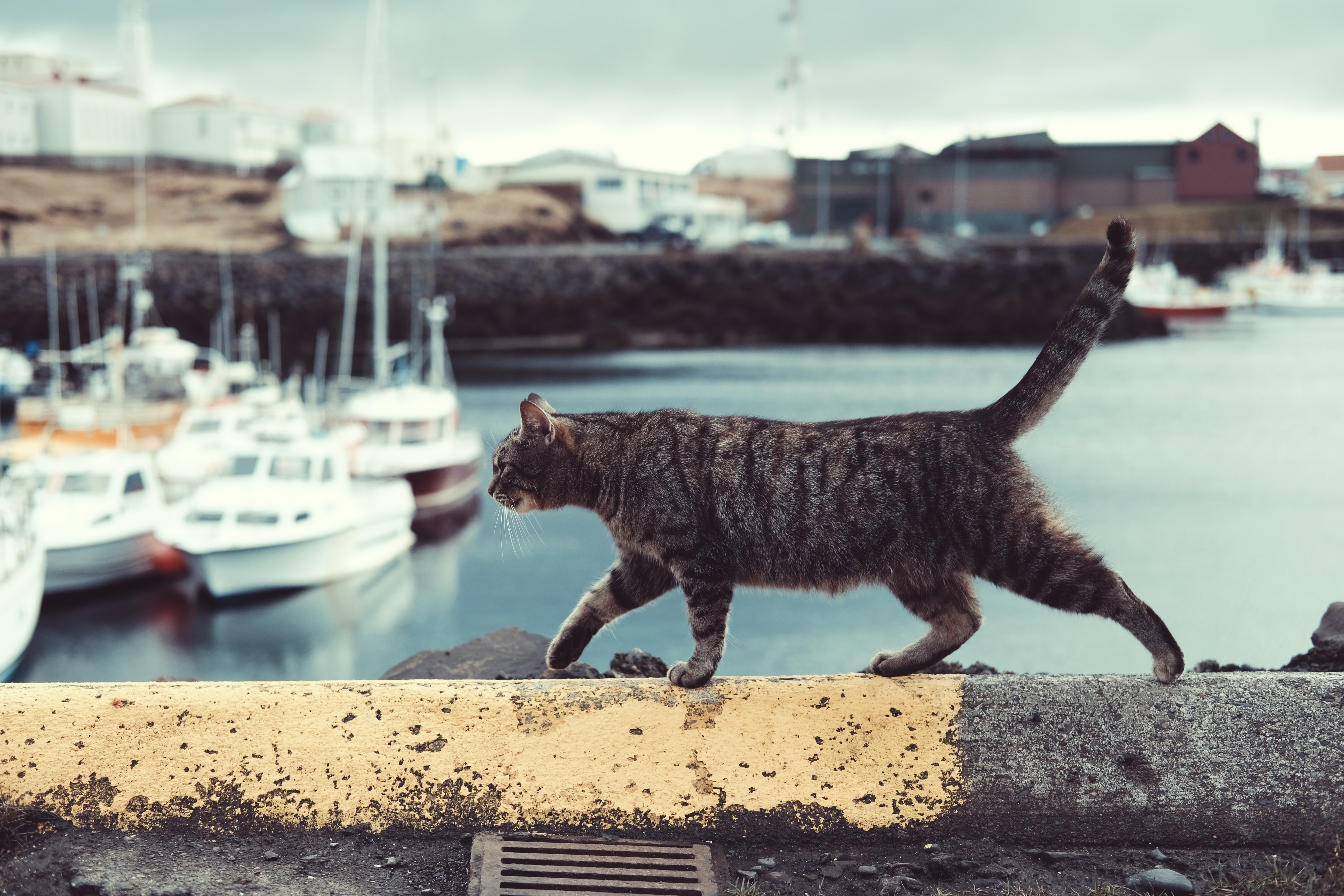 Kucing (Sumber gambar: Wren Meinberg/Unsplash)