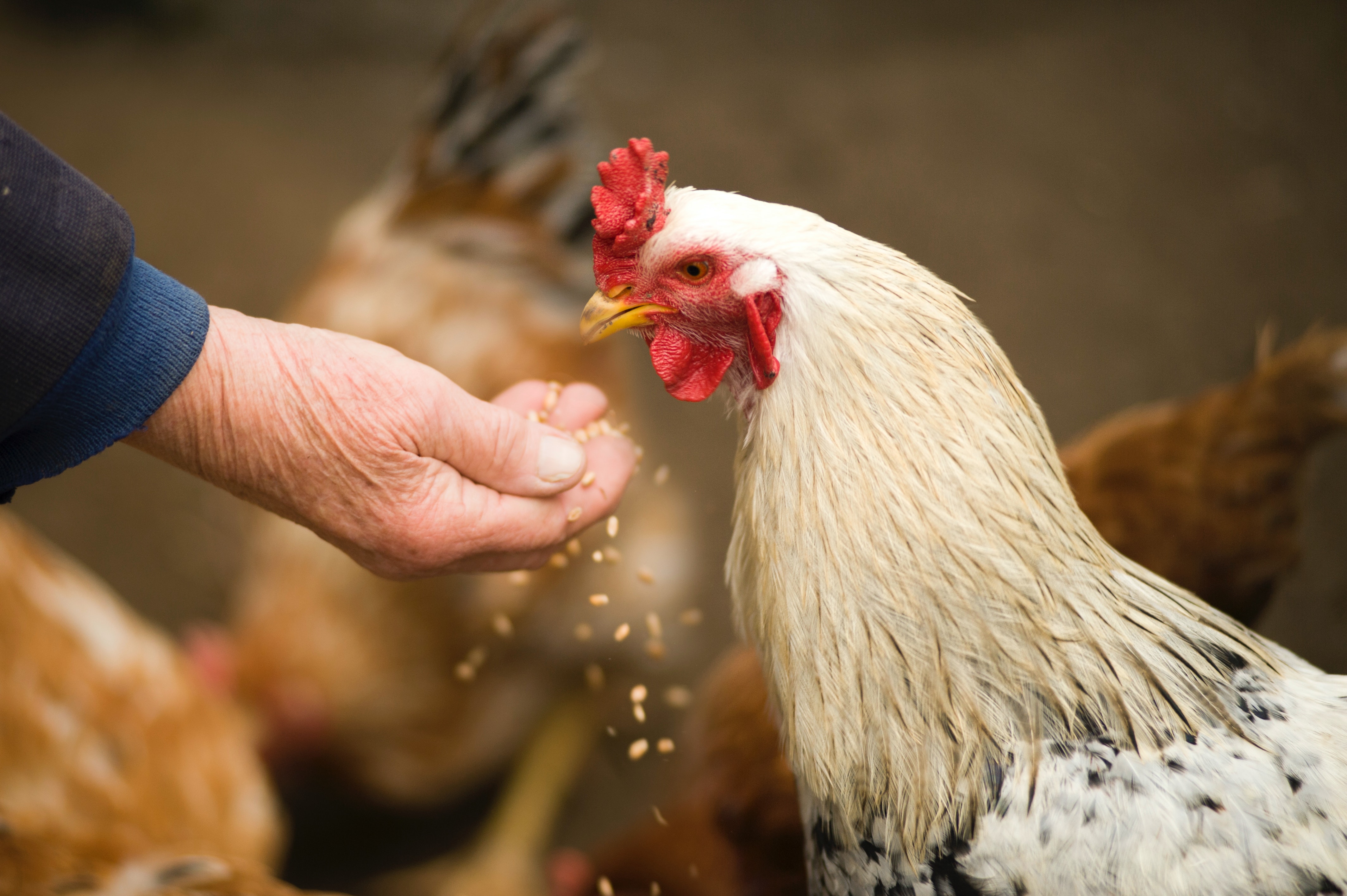 Ilustrasi ayam ternak. (Sumber foto: Pexels/Oleksandr Pidvalnyi)