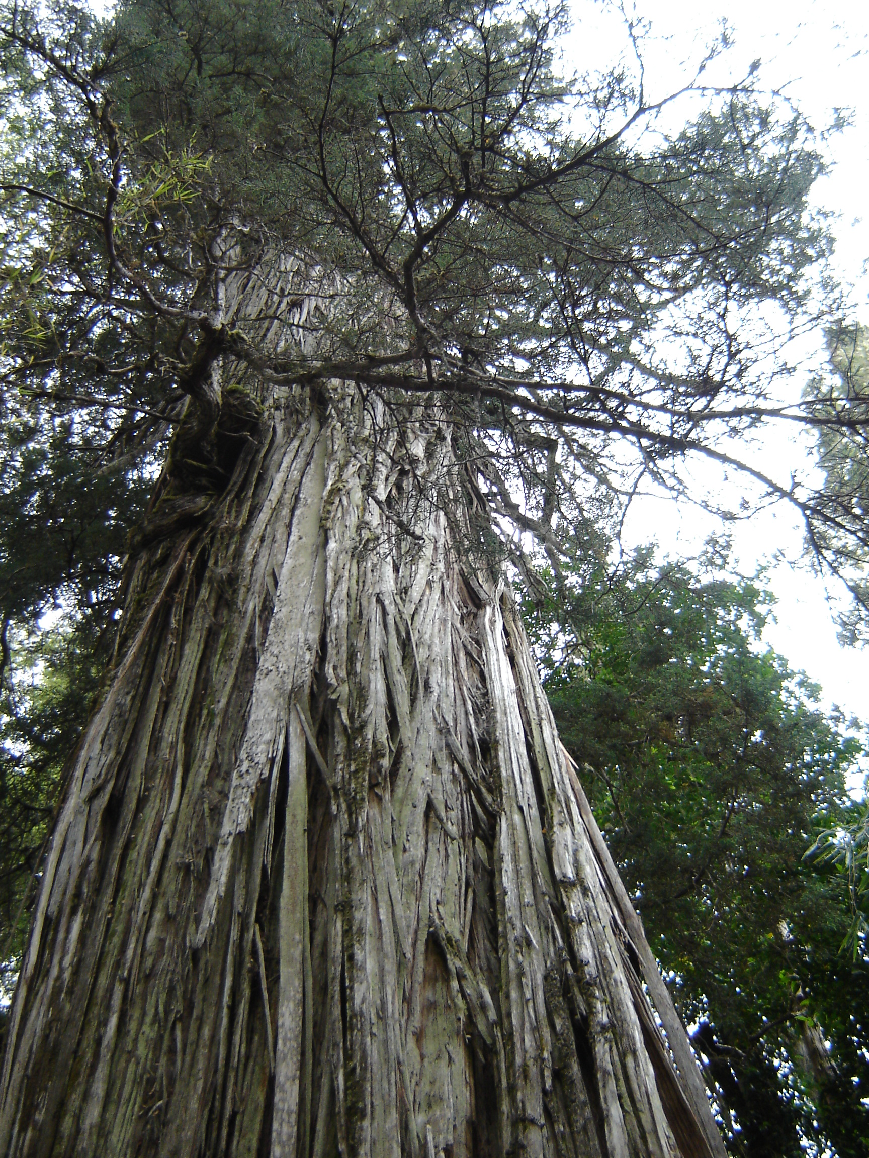 Alerce Milenario (Sumber foto: Wikimedia Commons/PatagoniaArgentina)