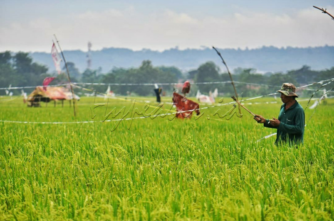 Petani dan orang-orangan sawah mengusir burung yang hinggap