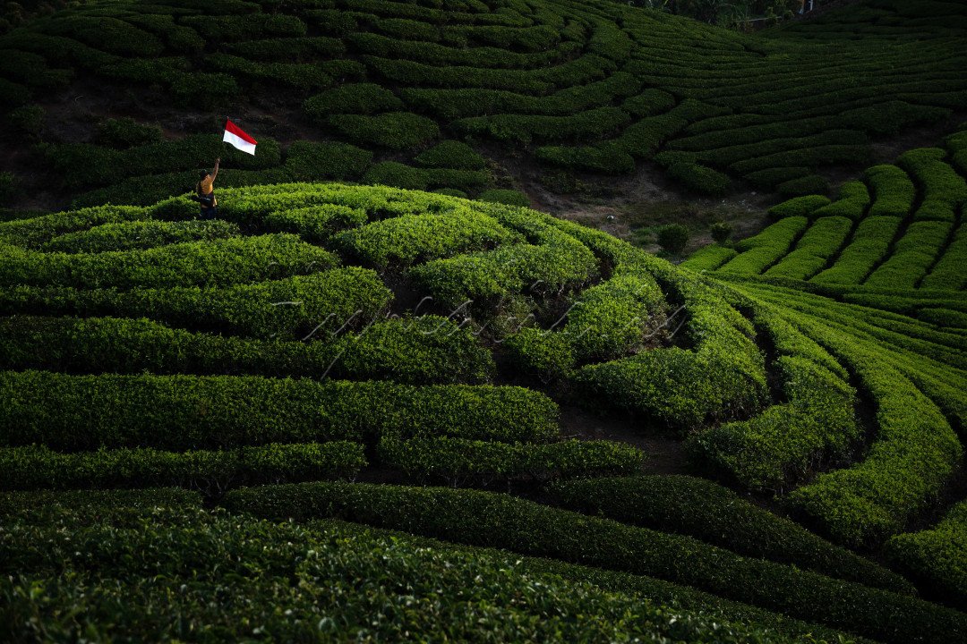 Mencintai Indonesia, adalah sebuah bentuk ekspresi kemerdekaan. Menggunakan produk-produk dalam negeri, menjaga dan melestarikan alam dan budaya Nusantara, menjaga kerukunan antar sesama, adalah bentuk-bentuk kecintaan pada Indonesia. Dan termasuk memilih berwisata di Indonesia, menjaga dan melestarikan serta ikut mempromosikan keindahan Indonesia ke dunia. <br />
<br />
Lokasi Foto : Kawasan Agrowisata Kebun Teh Alahan Panjang, Kab. Solok, Sumatera Barat.