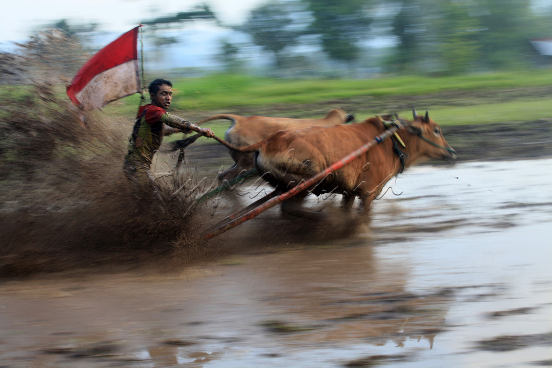 Joki Pacu Jawi mengibarkan bendera merah putih untuk merayakan HUT RI ke-75 di Nagari Cubadak, Tanah Datar, Sumbar, Agustus 2020.