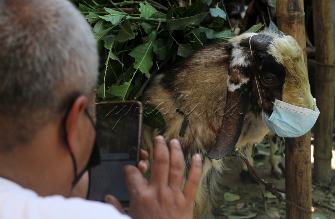 Pedagang mengambil gambar kambing kurban yang sudah dipakaikan masker untuk ditawarkan secara online di Pucangsawit, Jebres, Solo, Minggu (11/7/2021). Pedagang sengaja memasang masker pada kambing kurban untuk menarik pembeli serta sebagai bentuk kampanye perketat protokol kesehatan kepada masyarakat yang beraktivitas di luar rumah selama pelaksanaan PPKM Darurat Jawa Bali agar mencegah persebaran virus corona (Covid-19). 