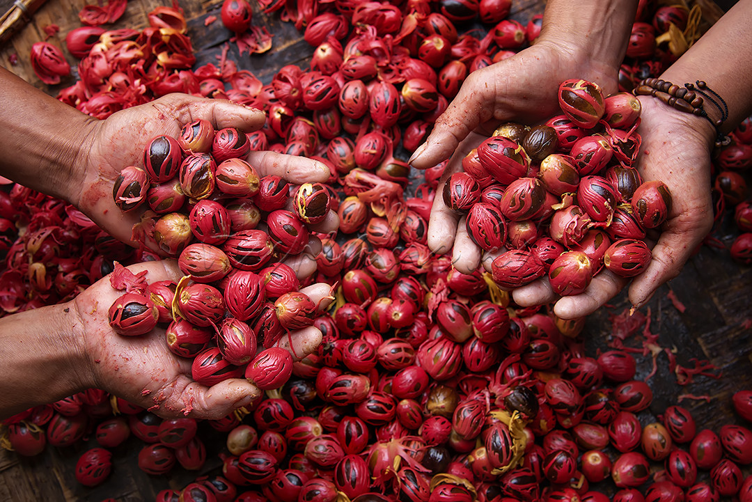 petani menunjukkan hasil panen buah pala yang segar dan masih ditutupi fuli, buah pala adalah rempah Indonesia yang menjadi primadona di negri sendiri, bahkan sampai ke manca negara. buah pala memiliki banyak manfaat untuk kesehatan, selain itu juga bisa dimanfaatkan sebagai bumbu masakan