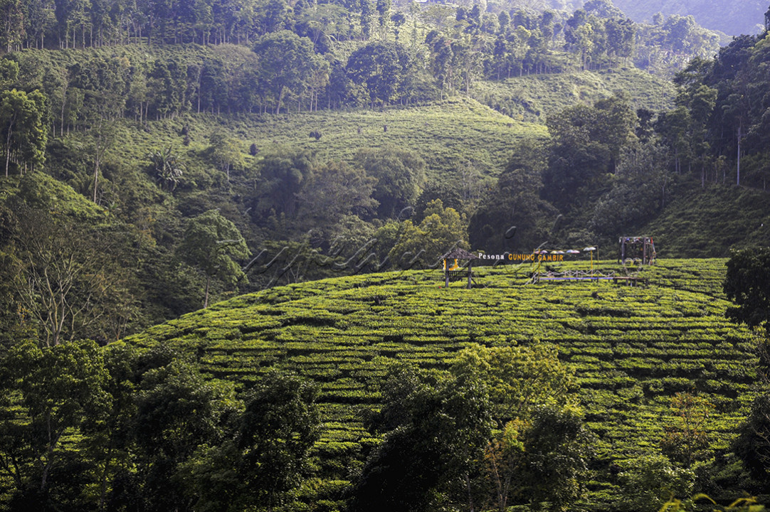 Pemandangan hamparan surga hijau lereng gunung, tepatnya area Perkebunan Teh Gunung Gambir milik PTPN 12 di Desa Gelang, Kecanatan Sumberbaru, Kabupaten Jember, Jawa Timur. Dengan mendatangi perkebunan teh ini, sebenarnya wisatawan tidak hanya sekedar disuguhi sekitar 183 hektar pemandangan hamparan kebun teh. Tetapi bisa mengambil kesempatan untuk beredukasi tentang tanaman teh atau berwisata sambil menyerap edukasinya (edutourism). 