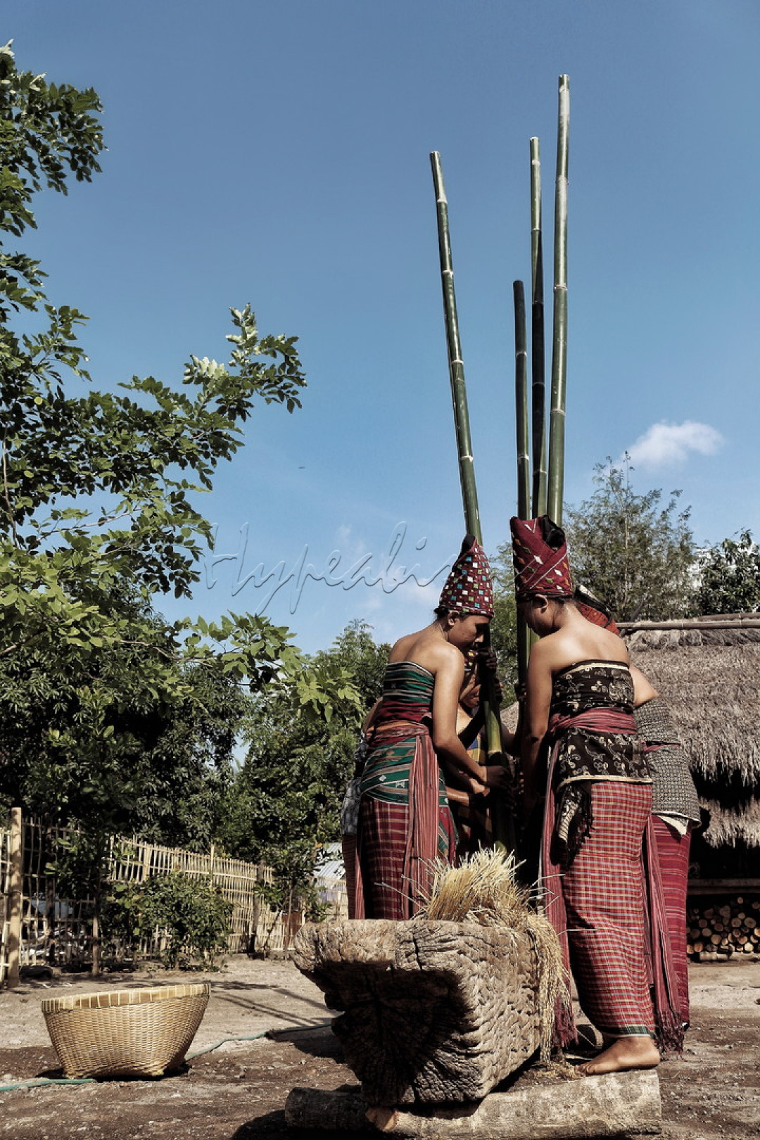 Menutu pare(menumbuk padi) merupakan salah satu rangkain acara tradisi dalam menyambut hari maulid nabi s.a.w, di desa adat bayan-lombok