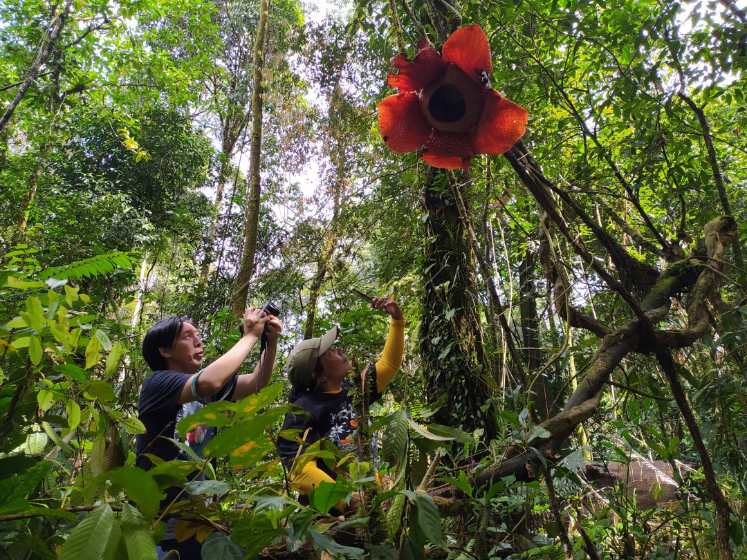Rafflesia arnoldii kekayaan hutan Indonesia<br />
<br />
Hutan Indonesia kaya akan keanekaragaman hayati dan Indonesia merupakan salah satunya negara di dunia yang memiliki keanekaragaman hayati yang tinggi salahsatunya Bunga Rafflesia yang merupakan salah satu Bunga Nasional yang menyandang predikat sebagai Puspa Langka<br />
<br />
Indonesia memiliki sekitar 13 jenis bunga Rafflesia dan yang paling banyak di dunia. Bunga Rafflesia merupakan Puspa Langka kebanggaan Indonesia, bunga raksasa ini banyak bermekaran di Provinsi Bengkulu sehingga Bengkulu dikenal dengan Bumi Rafflesia "The Land Of Rafflesia, Bunga Rafflesia merupakan salah satu tumbuhan dengan sifat unik dan sekaligus menyimpan misteri bagi ilmu tumbuh-tumbuhan. Rafflesia sangat unik karena jenis ini hanya berupa kuncup atau bunga mekar, tidak ada batang, daun, dan akar. Disamping kuncup atau bunga, Rafflesia hanya dilengkapi houstorium, jaringan yang mempunyai fungsi mirip akar yang mengisap sari makanan hasil fotosintesa dari tumbuhan inang. Rafflesia dimasukkan dalam kelompok holoporosit, tumbuhan yang tidak bisa melakukan proses fotosintesa sendiri, seperti layaknya tumbuhan berbunga lainnya, dan sangat tergantung kepada inang.<br />
<br />
Kehadiran Bunga Rafflesia di kawasan hutan menarik kunjungan wisatawan minat khusus apalagi ketika bunga Rafflesia yang mekar berada diatas pohon dan ini sangat unik dan sangat jarang terjadi.<br />
<br />
Bunga Rafflesia arnoldii yang saya jumpai bersama Komunitas Peduli Puspa Langka kali ini berada diatas ketinggian 3 meter di kawasan hutan lindung Raje Mandare Desa Bungin Tambun Kecamatan Padang Guci Hulu Kabupaten Kaur Provinsi Bengkulu<br />
<br />
Moment langka ini saya dan kawan-kawan jumpai pada Sabtu 17 Oktober 2020 <br />
<br />
Keindahan alam dan hutan Indonesia beserta isinya patut kita jaga kelestariannya, mari bersama kita cintai & lindungi Puspa Langka Indonesia untuk Bumi kita.<br />
<br />
Kalau tidak kita siapa lagi<br />
Kalau tidak sekarang kapan lagi<br />
<br />
???? Hutan lindung Raje Mandare Desa Bungin Tambun Kecamatan Padang Guci Hulu Kabupaten Kaur Provinsi Bengkulu