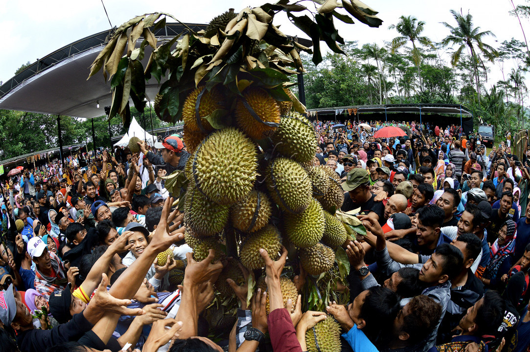 <div>Kabupaten Temanggung, Jawa Tengah, telah menggalakkan pariwisata, salah satunya 'Festival Durian Ngropoh' yang ada di Desa Ngropoh, Kecamatan Kranggan, dimana desa tersebut sebagai sumber penghasilan dari banyak buah durian yang ada.<br />
Ritual pengambilan air jamasan di sumber air Tukpitu, di dusun Kesur, sebagai mengawali rangkaian Festival Durian Ngropoh.</div>