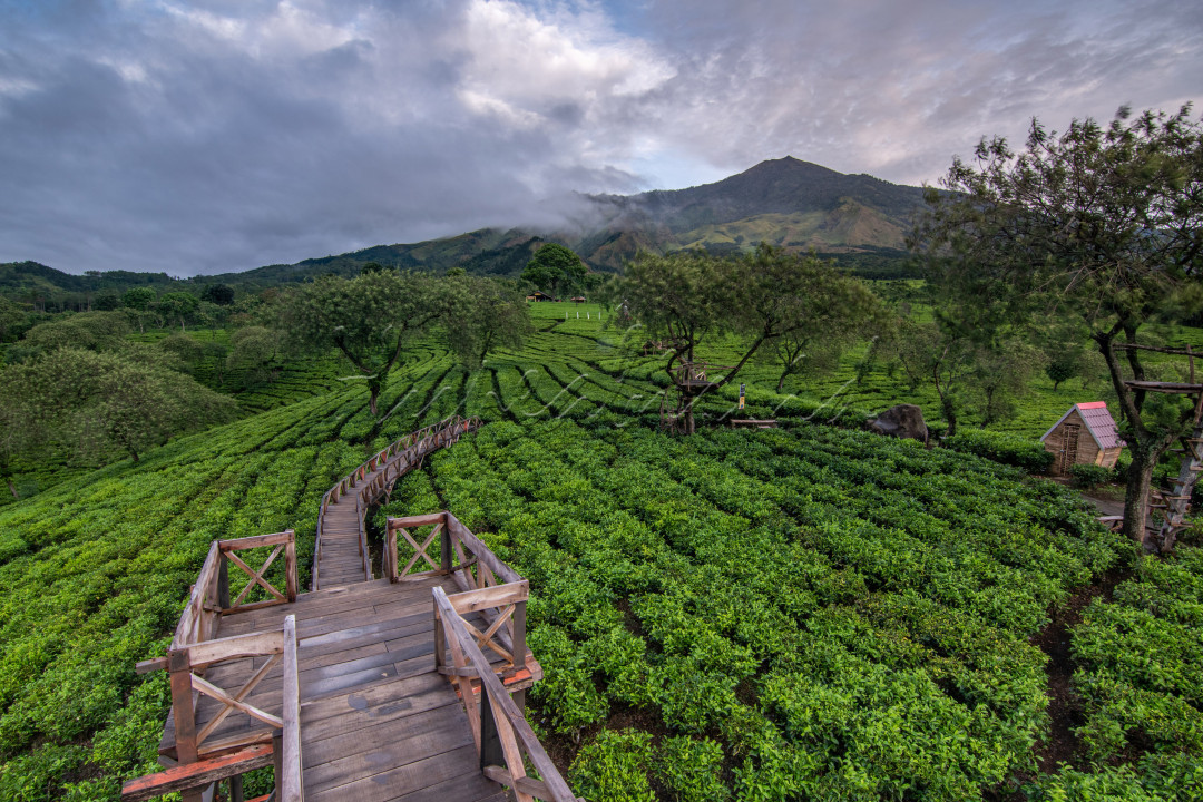 Temukan pengalaman terbaik menikmati wisata alam matahari terbit di Bukit Kuneer, kompleks Kebun Teh Wonosari, Desa Toyomarto, Kecamatan Singosari, Kabupaten Malang. Suhu udara di Kebun Teh Wonosari berkisar antara 19-26 derajat Celcius. Lokasi ini berada di ketinggian sekitar 95 meter hingga 1.250 meter. Bukit Kuneer adalah salah satu tujuan wisata yang ada di komplek Kebun Teh Wonosari. Wisatawan akan dibuat takjub dengan pemandangan yang begitu indah di Bukit Kuneer. Jika menghadap ke timur, akan melihat pemandangan sunrise yang dihiasi perbukitan mengarah ke selatan dengan ujungnya Puncak Mahameru. Jika menghadap ke barat, Gunung Arjuna tampak gagah berdiri. Hamparan perkebunan teh yang luas memanjakan setiap mata yang memandang.<br />
