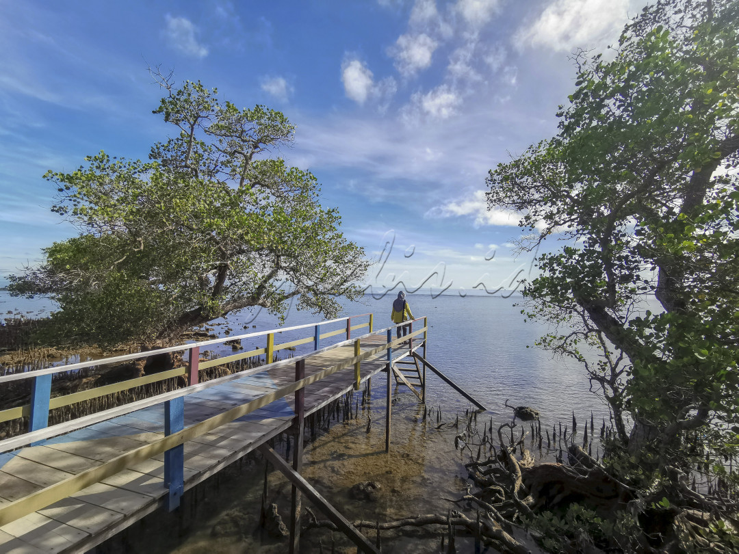 Wisata Mangrove Jung Koneng merupakan salah satu tempat wisata di Kabupaten Bangkalan yang merupakan tempat konservasi terumbu karang. Selain sebagai tempat konservasi terumbu karang di tempat ini kita bisa mengelilingi dan menikmati keindahan pemandangan hutan mangrove atau sekedar bermain di tepi pantai.<br />
