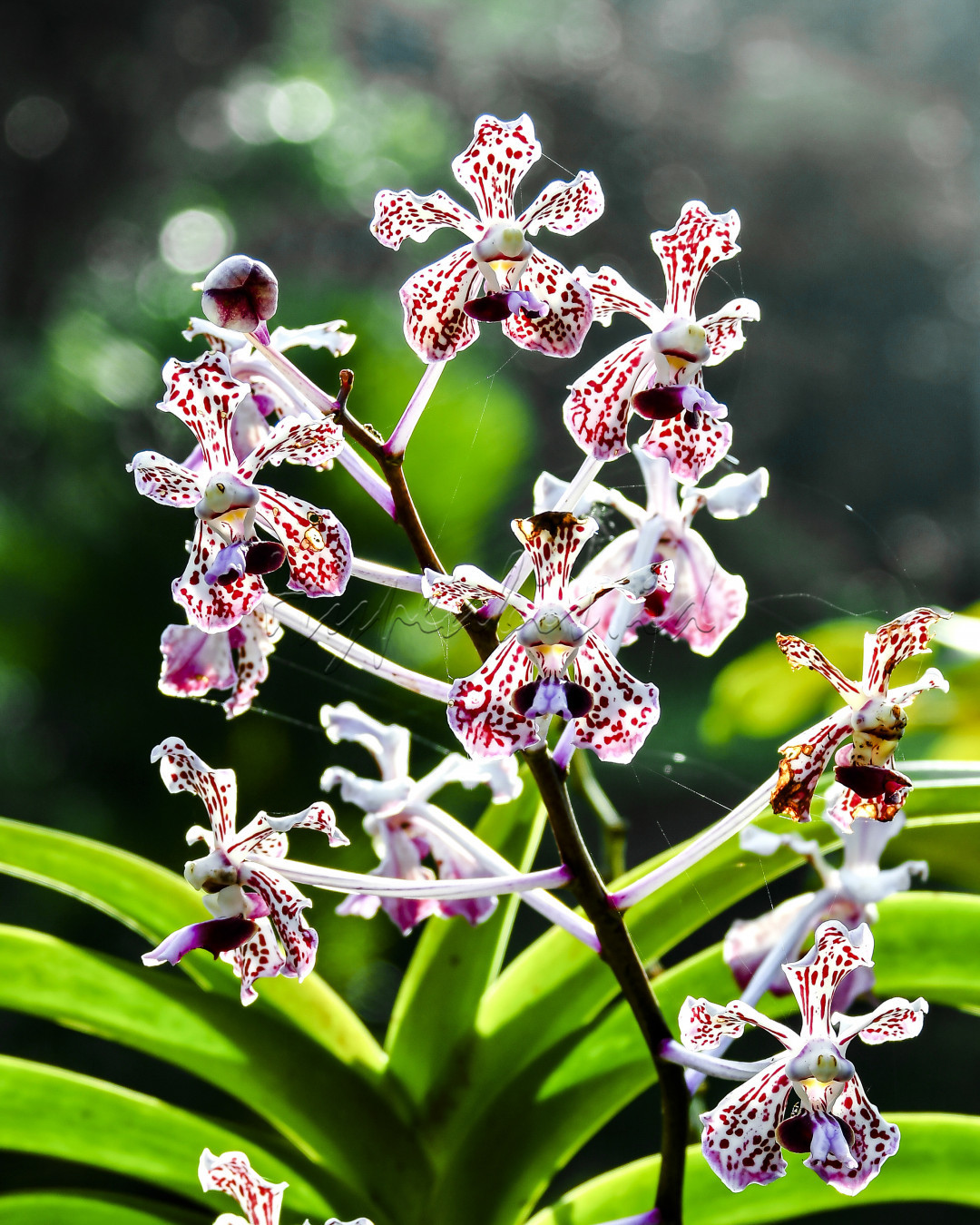 Vanda Tricolor, merupakan anggrek endemik Gunung Merapi di Jawa Tengah