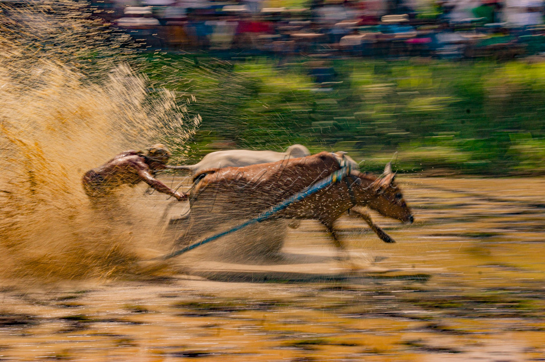  Pacu jawi adalah perlombaan olahraga ektrim, budaya dan wisata tradisional di Kabupaten Tanah Datar, Sumatra Barat, Indonesia. Dalam acara ini, sepasang sapi berlari di lintasan sawah berlumpur dengan panjang sekitar 60 sampai 250 meter, sementara seorang joki berdiri di belakangnya dengan memegang kedua sapi.<br />
Ajang balapan sapi ini awalnya murni untuk hiburan bagi para petani usai masa panen. Hal itu lah yang membuat Pacu Jawi menarik, dan selalu terkesan meriah. Pacu Jawi juga dikenal sebagai perayaan Thanksgiving-nya Tanah Minang, Sumatera Barat. Hal ini karena diadakan sebagai rasa ucapan syukur atas masa panen. Namun dikarenakan kondisi covid saat ini, acara ini seringkali tertunda. Olehkarena itu, para wisatawan baik dari dalam maupun luar daerah, tidak sedikit yang menanti-nantikan acara ini.