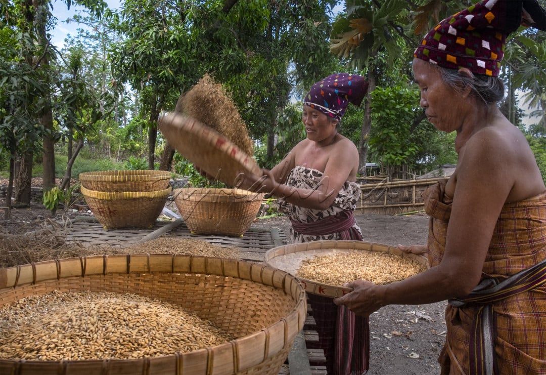 Aktivitas masyarakat suku sasak di Lombok terutama di desa Bayan kecamatan Karangbajo di Lombok Utara. Kehidupan suku sasak masih terjaga dengan baik, dengan pakaian khas topi dan kain menampi beras yang akan dimasak dalam upacara maukud adat bayan yang berlangsung di hari ketiga usai maulud nasional
