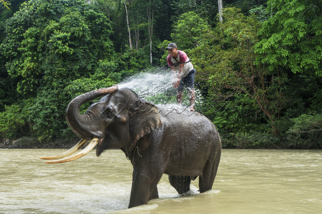 Seekor gajah jantan yang diberi nama Theo terlihat bercanda dengan cara menyemburkan air dari belalainya kepada seorang mahout (pawang gajah) di Taman Nasional (TN) Gunung Leuser, Desa Namo Sialang Kecamatan Batang Serangan, Kabupaten Langkat, Sumatera Utara, Minggu (04/04/2021).<br />
