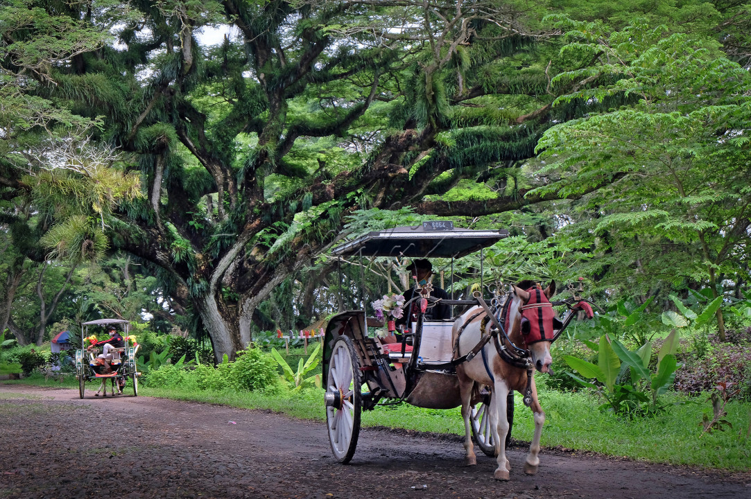Hutan Wisata De Djawatan terletak di Kabupaten Banyuwangi, Jawa Timur. De Djawatan merupakan kawasan hutan lindung milik Jawatan Perhutani. Hutan ini didominasi oleh pohon trembesi berukuran besar dan berbentuk unik. Awalnya area ini tak terurus. Namun sejak dilakukan penataan kembali oleh pihak pemerintah Kabupaten Banyuwangi, De Djawatan kini menjadi salah satu tempat wisata di Banyuwangi yang banyak diminati para wisatawan.