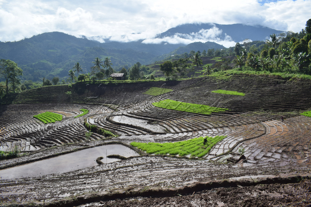 Petani menggarap sawah yang bersusun di desa Salu kanan kabupaten Enrekang. Desa ini merupakan penghasil beras terbaik di sulawesi Selatan