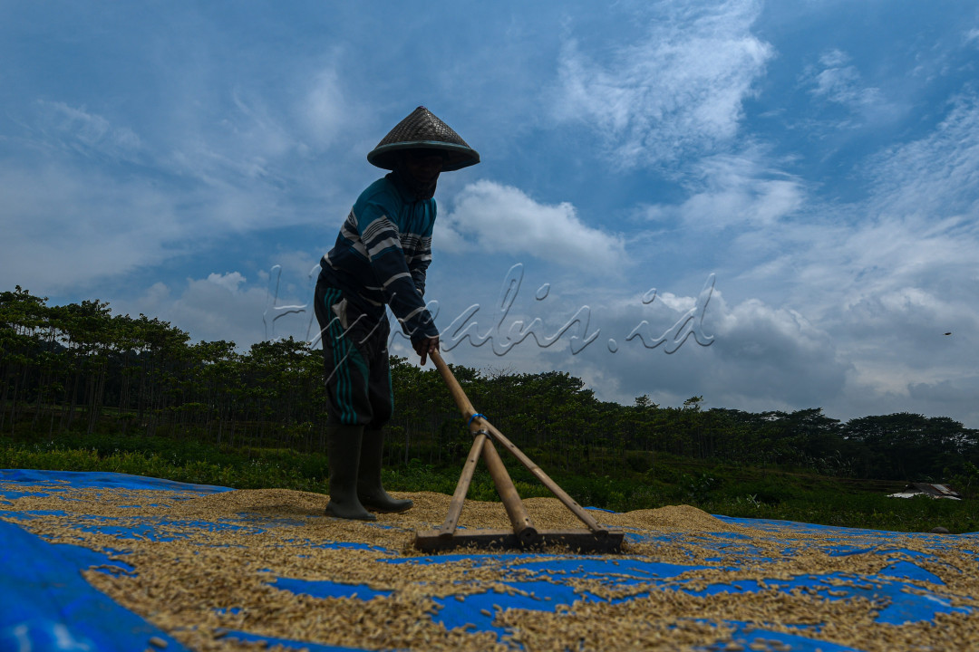 Indonesia merupakan negara agraris, yang artinya sektor pertanian memegang peranan penting dari keseluruhan perekonomian nasional. Hal ini dapat ditunjukkan dari banyaknya penduduk atau tenaga kerja yang hidup bekerja dalam sektor pertanian