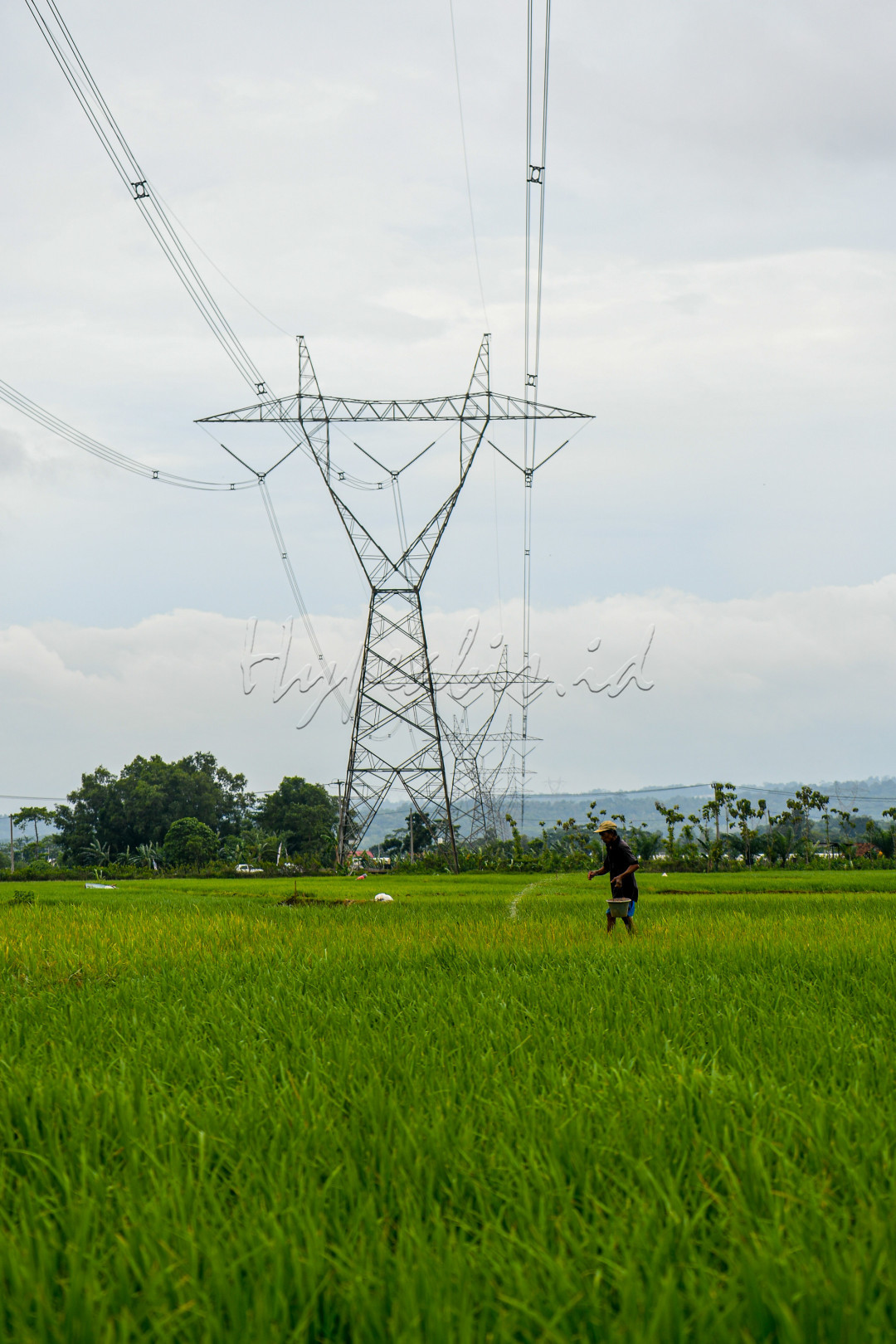 Petani menaburkan pupuk di areal persawahan usai menanam padi. Pemberian pupuk merupakan komponen penting dalam bercocok tanam. 