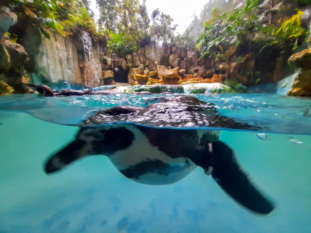 Taman Safari Indonesia adalah tempat wisata keluarga yang berorientasi pada habitat satwa di alam bebas. Taman Safari Indonesia terletak di Desa Cibeureum, Kecamatan Cisarua, Kabupaten Bogor, Jawa Barat atau yang lebih dikenal dengan kawasan Puncak. 
