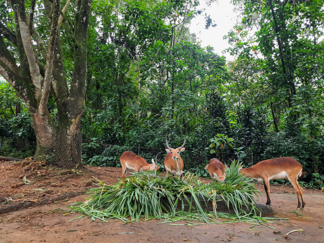 Ada sejumlah aktivitas dan atraksi yang dapat dinikmati pengunjung. Safari siang, safari malam, istana panda, dan wahana lainnya menjadi daya tarik yang ada di obyek wisata ini.