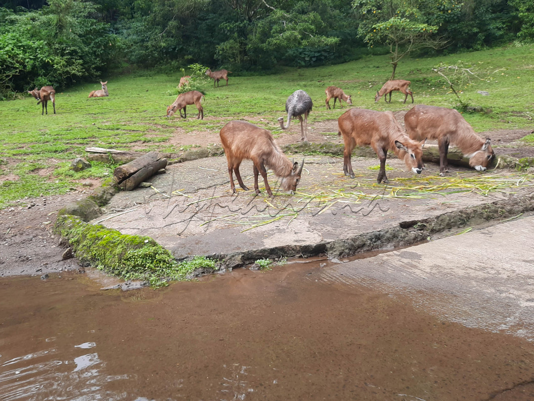 Taman Safari memiliki sekitar 2500 koleksi satwa dari hampir seluruh penjuru dunia termasuk satwa langka, seperti harimau benggala, jerapah, singa, orang utan, gajah, anoa, komodo dan lain sebagainya.
<div> </div>