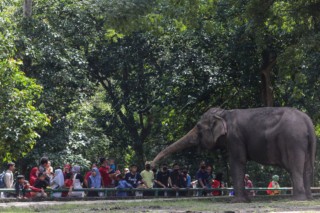 Pengunjung melihat gajah Sumatera di Taman Margasatwa Ragunan, Jakarta, Selasa (3/5/2022). Warga Jakarta dan sekitarnya memanfaatkan libur Idulfitri 1443 H untuk berekreasi bersama keluarga ke tempat-tempat wisata di Ibu Kota. <br />
