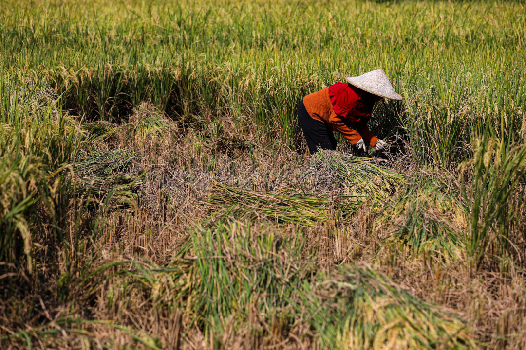 Sehingga hasil pertanian di Indonesia bermacam-macam dari sayur-sayuran hingga buah-buahan.