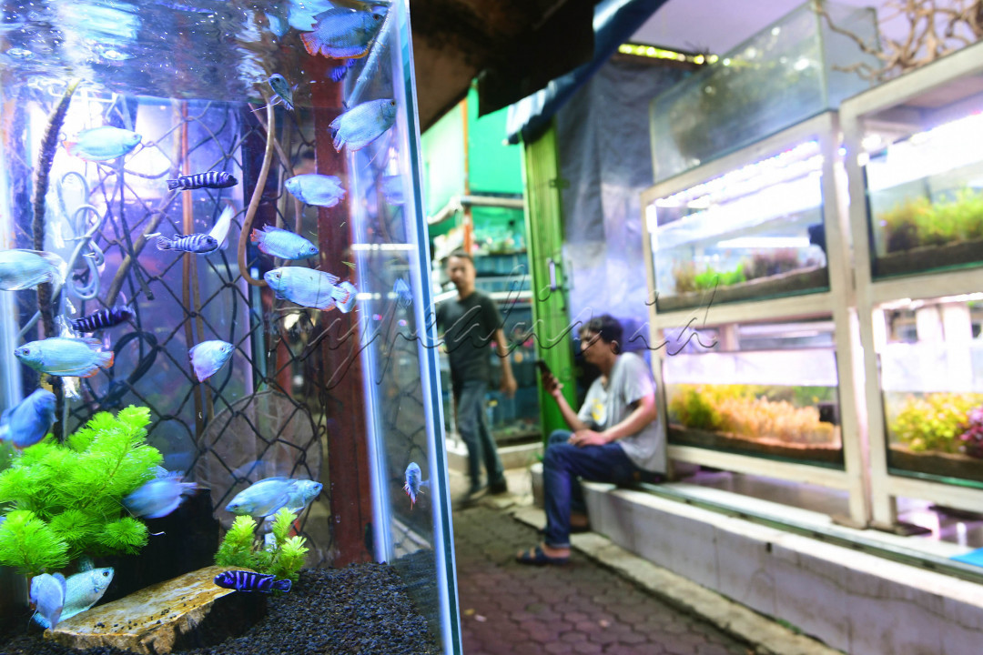 Salah satu hobi yang populer dikalangan masyarakat adalah memelihara ikan hias. Beranekaragam jenis ikan membuat hobi ini selalu diminati. 