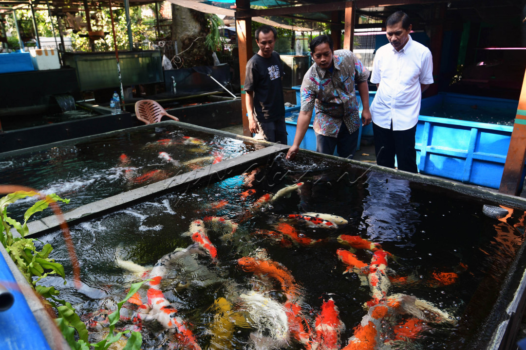 Di Indonesia, banyak sekali jenis ikan hias yang dijual di pasaran. Mulai dari 10 ribuan hingga puluhan juta tersedia. Selain itu ukurannya pun beragam dari yang hanya seujung jari, hingga yang sangat besar. 