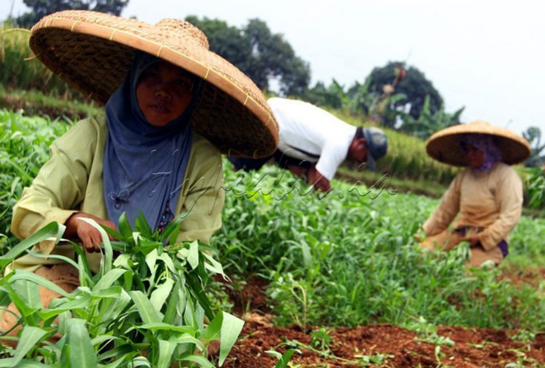 Menunggu musim tanam padi, biasanya petani memanfaatkan lahan untuk ditanami berbagai jenis tanaman lain.<br />
<br />
