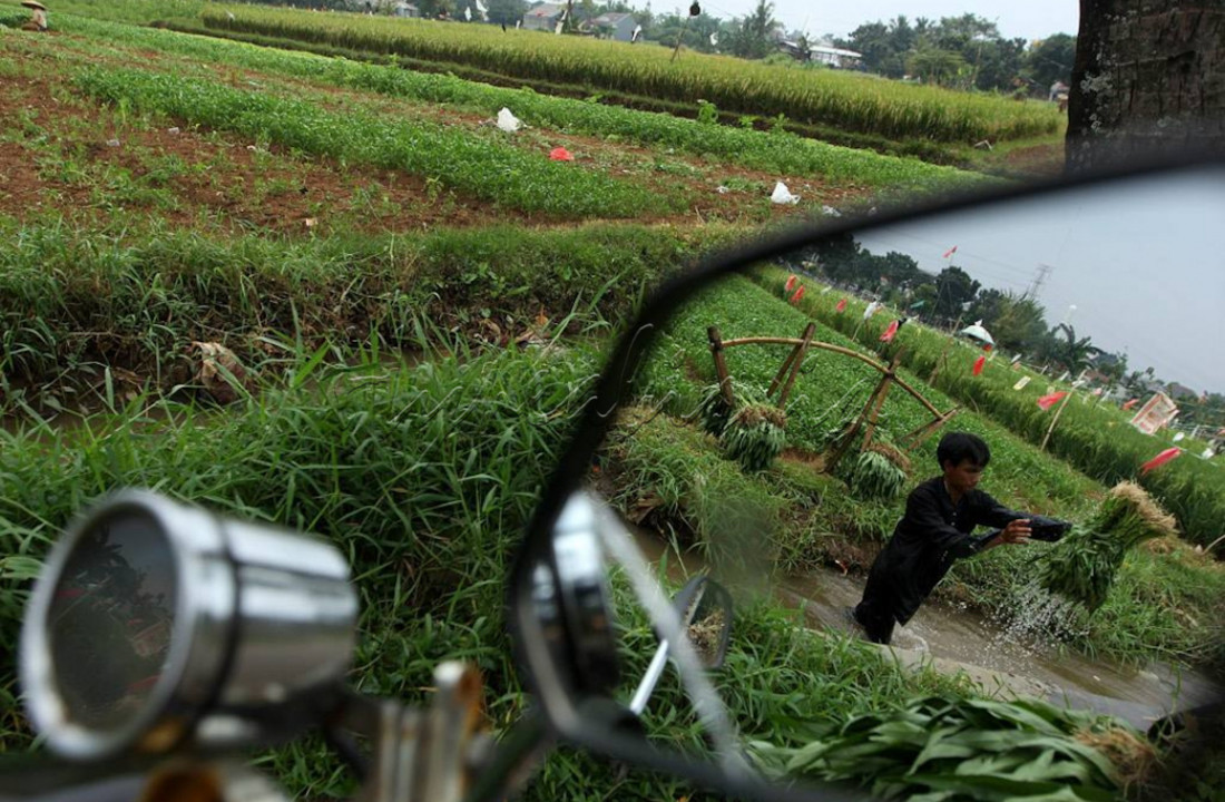 Dipinggiran kota Depok, warga menanami lahannya dengan tanaman kangkung. Masa tanam yang relatif singkat dan harga jualnya juga cukup menarik membuat kangkung menjadi pilihan.
<div> </div>
<div> </div>