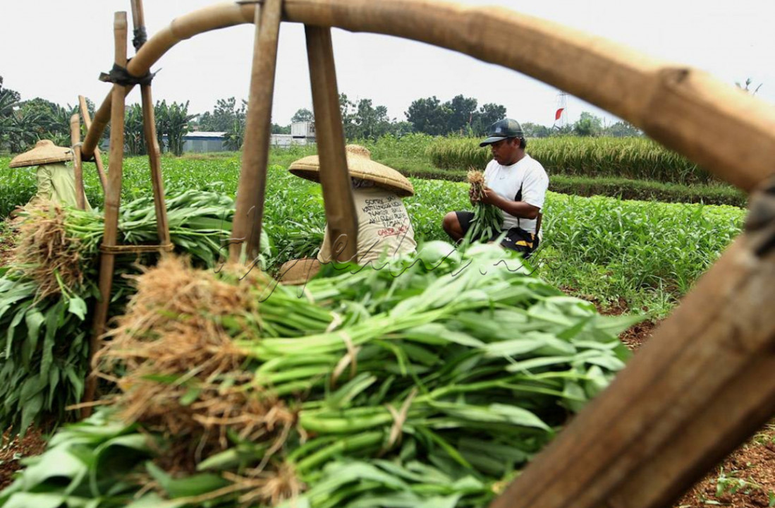 Selain rasanya nikmat, kangkung juga memiliki sejumlah manfaat untuk kesehatan. Hal ini dikarenakan kangkung mengandung beragam vitamin dan mineral penting yang sayang untuk dilewatkan. Seperti serat, vitamin A, vitamin C, zat besi, kalsium, fosfor, hingga antioksidan. 