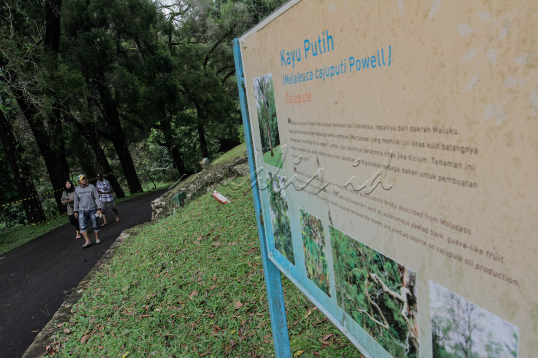 Memasuki akhir pekan, sejumlah objek wisata dapat dijadikan sebagai pilihan yang menarik. Salah satunya Kebun Raya Cibodas.