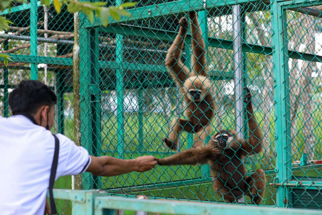 Pengunjung dapat melihat beragam satwa ditempat ini, seperti elang, buaya, binturong, kukang, rusa, sampai beruang. 