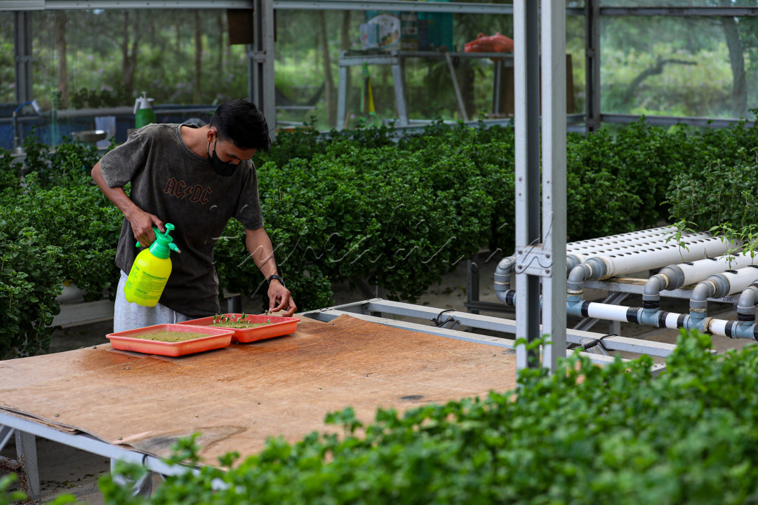 Ragam teknologi bercocok tanam kekinian membuat banyak generasi muda tergoda. Salah satunya, penggunaan greenhouse dan hidroponik. Kedua teknik ini membuat bertani terlihat keren.
<div> </div>
<div> </div>