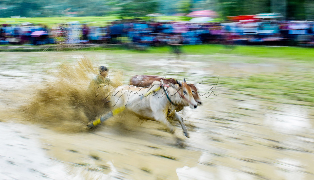 Jika di Madura ada karapan sapi, maka di Kampungku Sumatera Barat ada pacu jawi. Namun keduanya memiliki perbedaan yaitu jika Karapan Sapi menggunakan tanah datar dan kering sebagai arena, sedangkan Pacu Jawi menggunakan area sawah yang sudah basah. Pacu jawi merupakan atraksi budaya anak nagari yang ada di kabupaten Tanah Datar, Sumatera barat. Acara pacu jawi sudah ada sejak ratusan tahun. Setiap kali musim panen berakhir, masyarakat setempat mengadakan atraksi budaya ini. Tujuan utama adalah untuk hiburan semata dan pengisi waktu luang hingga sawah siap kembali ditanam.<br />
<br />
Pada acara Pacu Jawi, hal yang paling mencolok adalah jokinya. Joki sapi dibekali alat bajak pacu yang terbuat dari bambu sebagai alat berpijak ketika lomba dimulai. alat tersebut merupakan salah satu peralatan yang biasa digunakan petani untuk membajak sawahnya. Lalu, joki juga tampak mengendalikan sapinya dengan cara menggigit dan menarik ekor sapi, hal itu bertujuan laju sapi semakin cepat. Keunikan lainnya yaitu tidak adanya lawan dalam perlombaan. Cara tersebut dibuat agar tidak terjadi taruhan yang kerap ada pada saat balapan.<br />
<br />
Pacu jawi adalah alek atau perayaan anak nagari yang sudah mendunia. Ini terbukti dengan banyaknya para pencinta fotografi baik dalam dan luar negeri yang datang untuk mengabadikan momen tersebut. Tradisi budaya seperti ini harus terus dilestarikan dan dikenalkan kepada generasi muda agar tradisi budaya ini tidak punan dan hilang begitu saja.<br />

